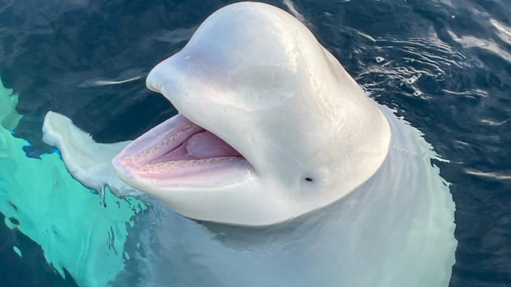bialkit