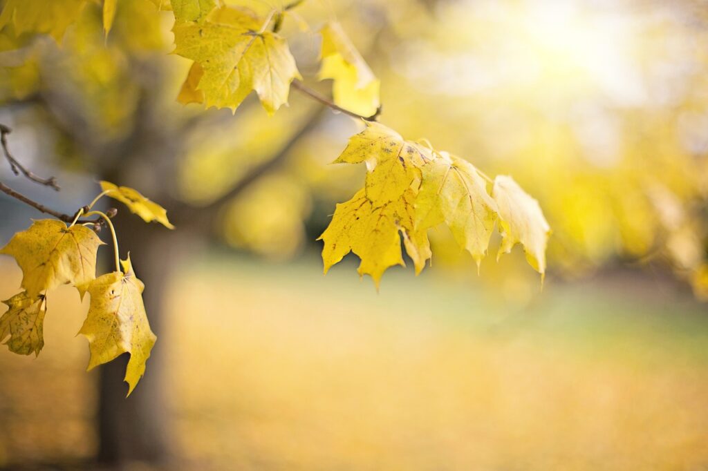 tree-6786654_1280