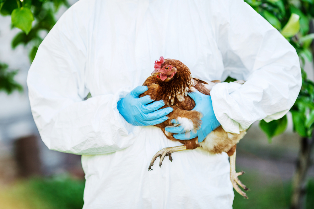 Vet,Doctor,Examining,Chicken.,Vet,Concept