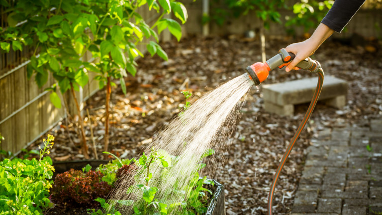 Watering salad in raised bed in garden. Gardening in spring time