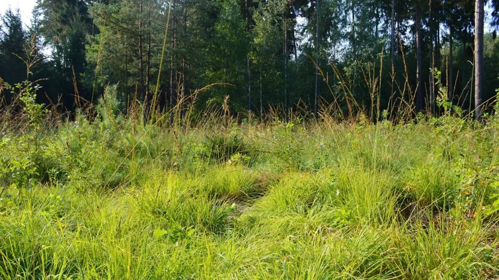 arbanasi