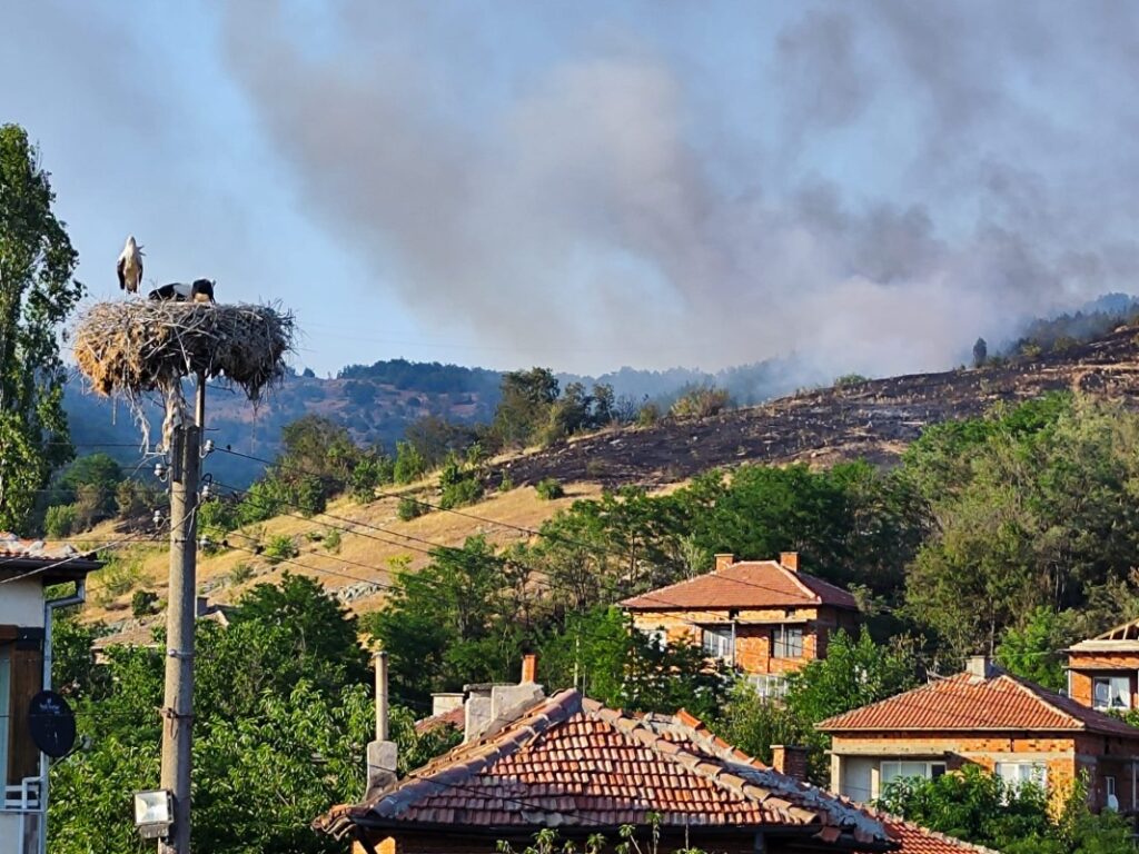 pojar