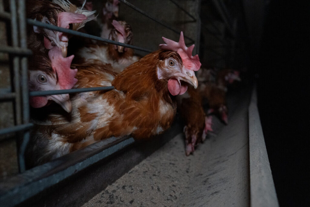 Cage system laying hen farm, Bulgaria