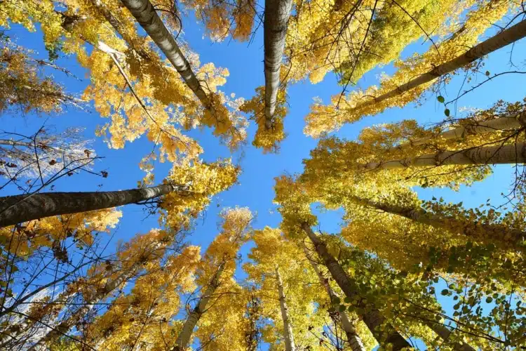 autumn-2931644_1280-750×500-1