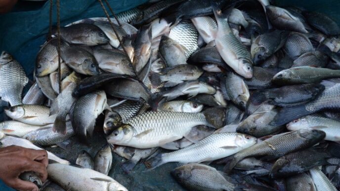 Indian fishermen catch fish in Assam, India