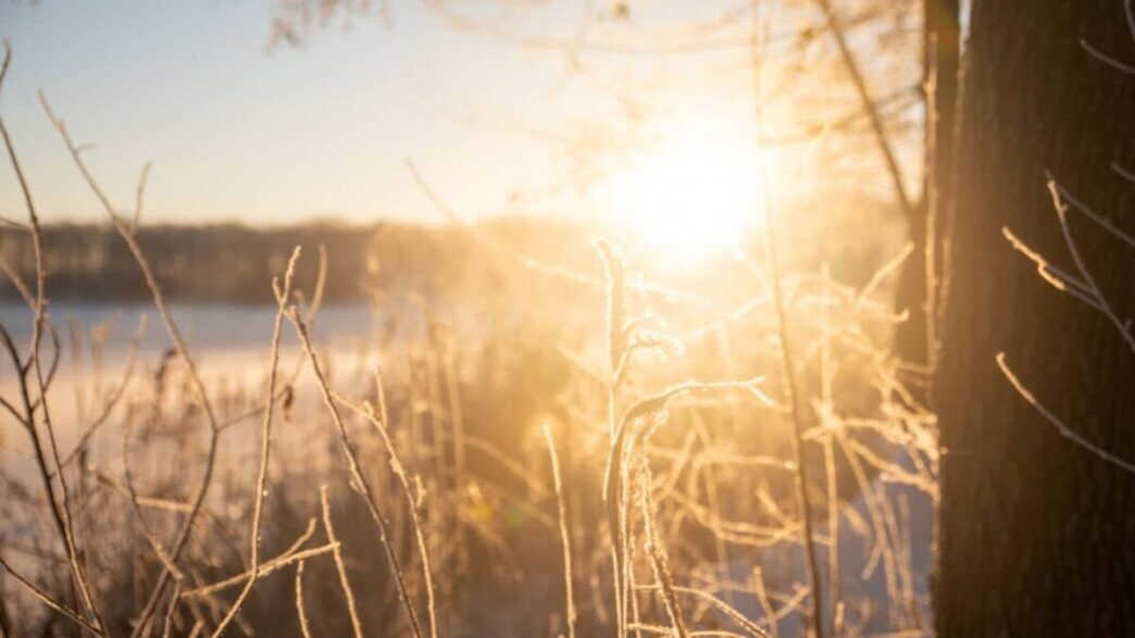 Winter landscape. Dry grass in frost in the morning sun.