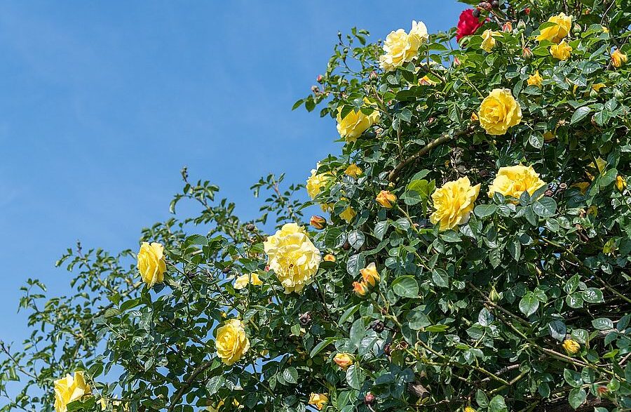 rose-5258220_1280