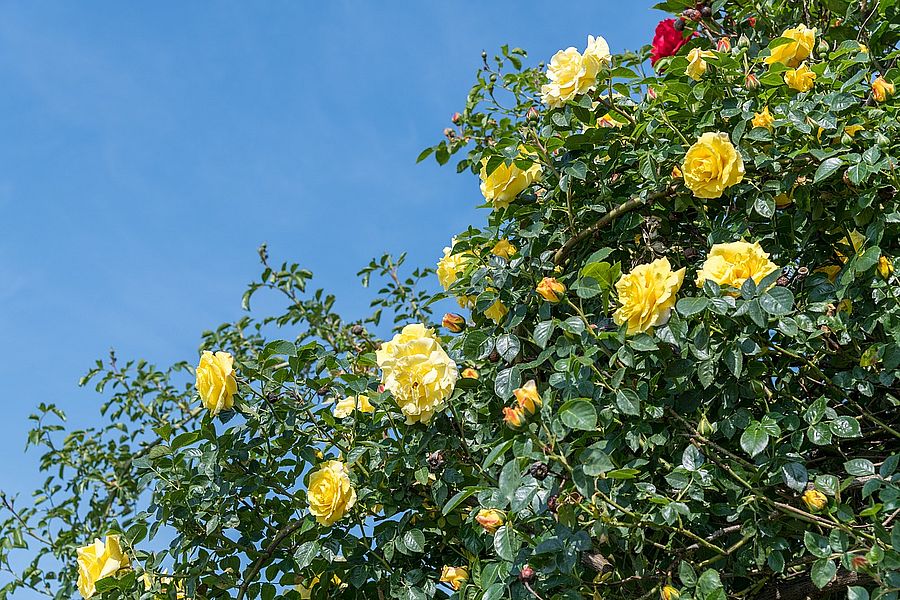 rose-5258220_1280